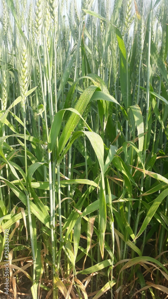 Obraz premium green field | green wheat 