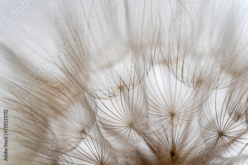 Pyłki dmuchawca © Marek