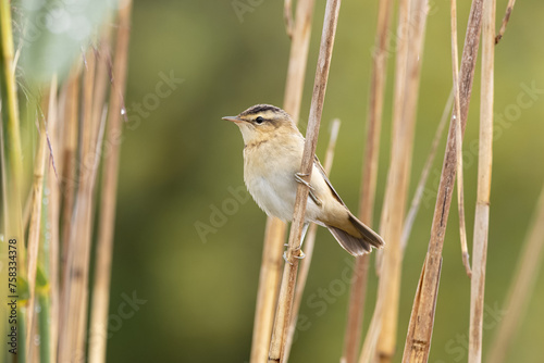 Fototapet Sedge warbler