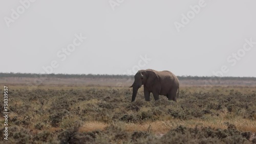 Single roaming browsing male bull elephant in grass bush in Etosha national park, Namibia, Africa during safari game drive