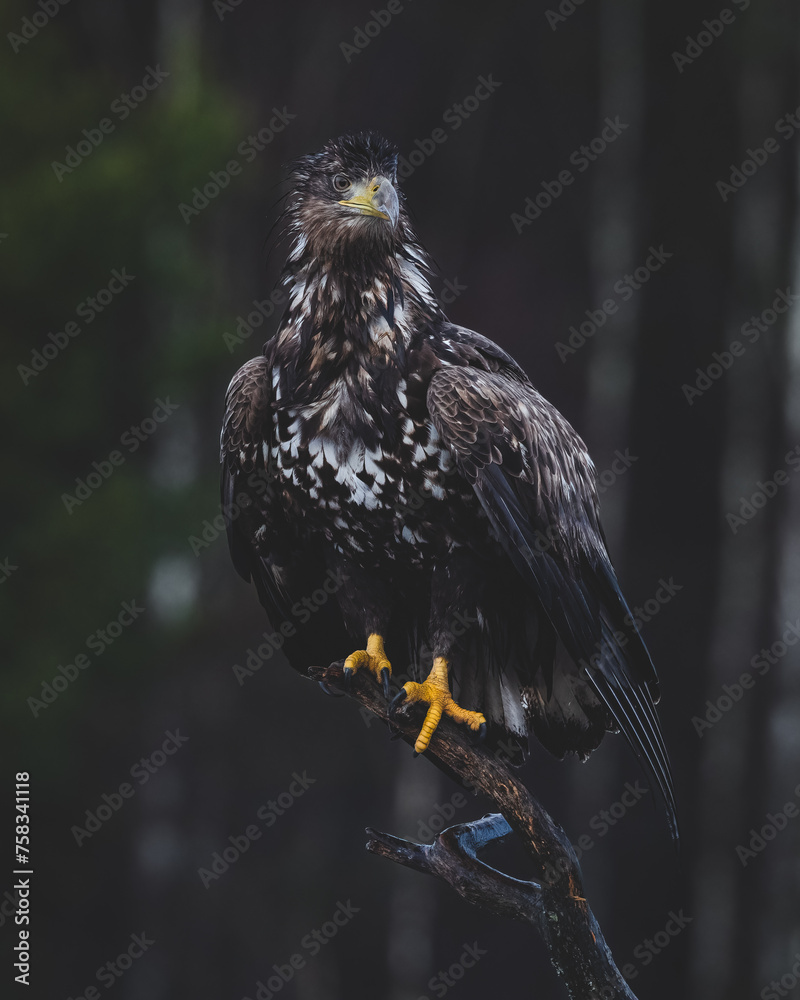 Fototapeta premium White-tailed eagle perched on a branch
