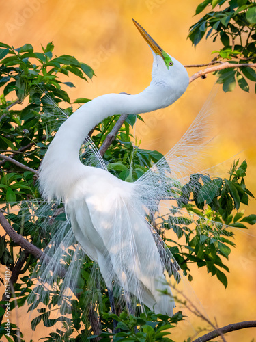 great egret perched on a tree branch showing its breeding plumage