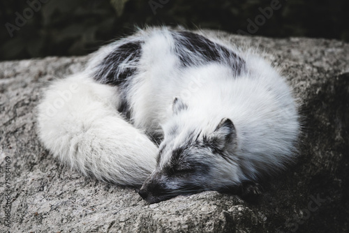 An arctic fox sleeping on a rock
