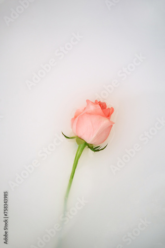 Wallpaper Mural Pink rose on soft background Torontodigital.ca