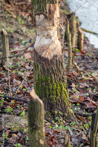 A tree trunk worn down by a beaver.