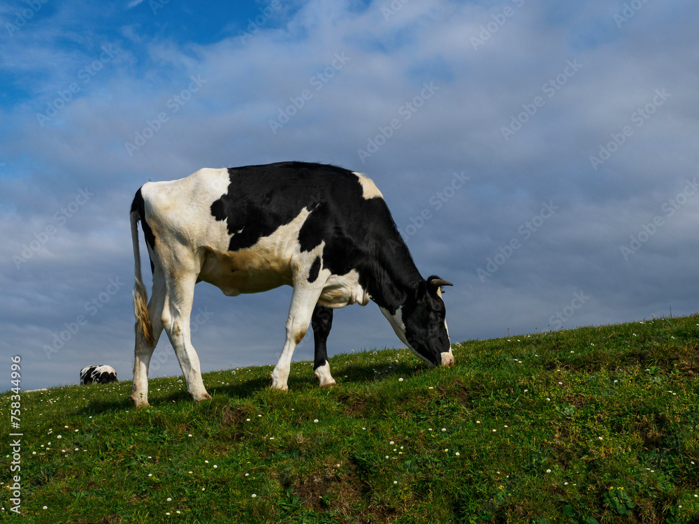 Cow grazing, black and white dairy cattle, Holstein cattle, on the meadow one of Spain.