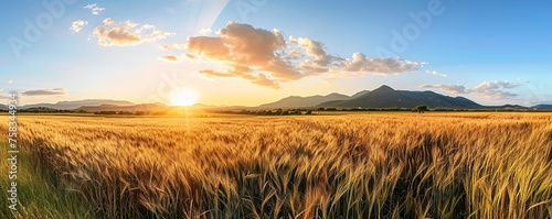 View of wheat farm field at sunset in summer.