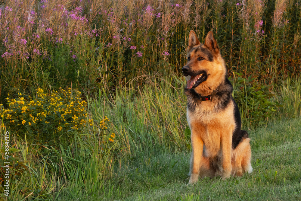 German shepherd sitting on cut grass on a beautiful summer evening in rural Estonia, Northern Europe. German shepherd sitting on cut grass on a beautiful summer evening in rural Estonia, Northern Europe.