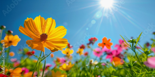 A vibrant field of colorful cosmos flowers bathed in sunlight, with the bright blue sky as a backdrop