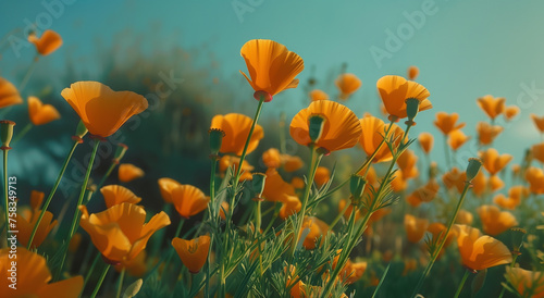 A California poppies in full bloom  presenting a field awash with vibrant orange