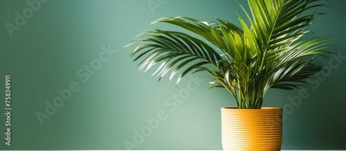 A terrestrial plant, palm tree in a yellow flowerpot, stands on a table. This houseplant adds a touch of nature to the indoor landscape