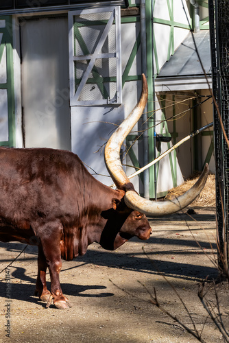 Watusirund (Watutsirund or Watestirund), is a breed of African cattle in Amsterdam Artis Zoo. Amsterdam Artis Zoo is oldest zoo in the country. Amsterdam, the Netherlands. photo