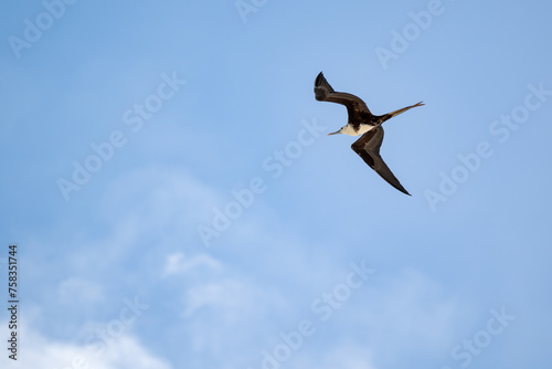 Magnificent frigatebird (Fregata magnificens) in flight over the Cancun sky