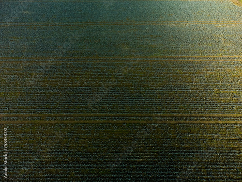 Top-down aerial view of an agriculture field