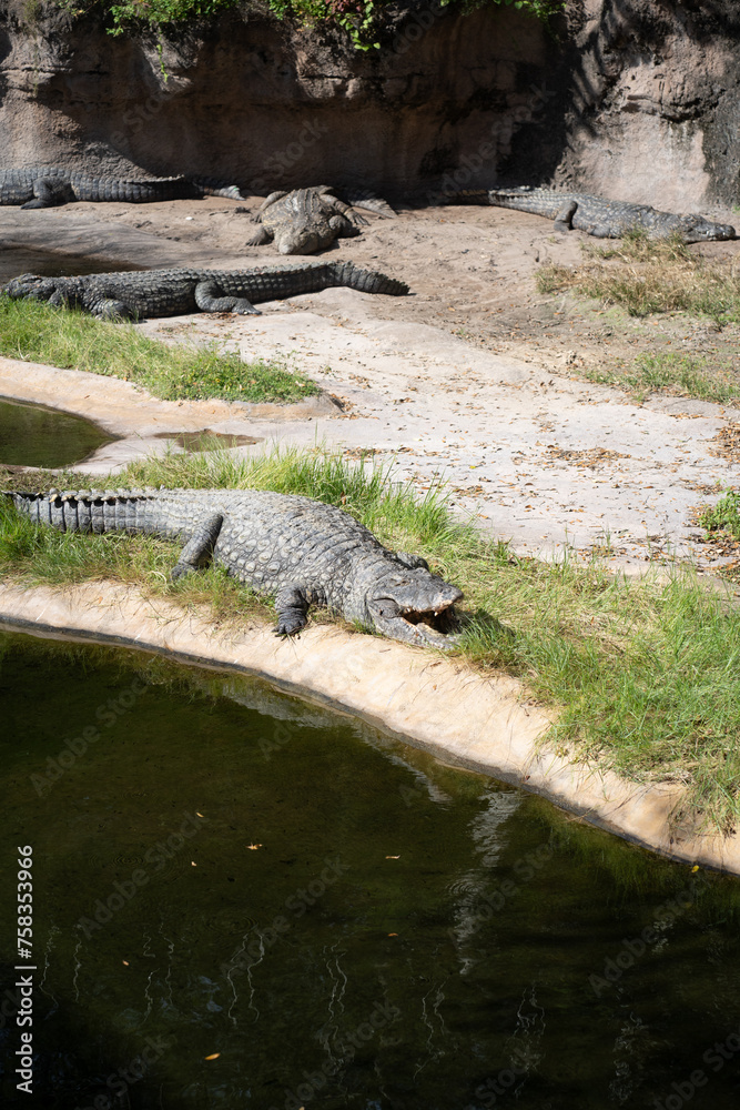 Crocodile Crocodile