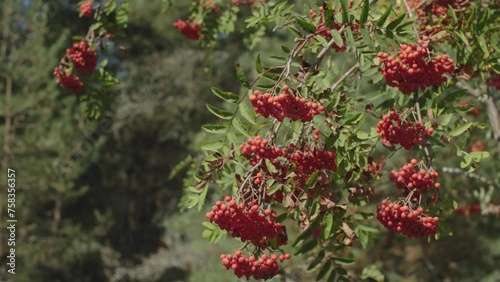 Tree bushes clusters of ripe red rowan berries delightful and tasty food for everyone. Branches of bright red rowan berries tempt with their vibrant hue Tasty red rowan berries on tree branch