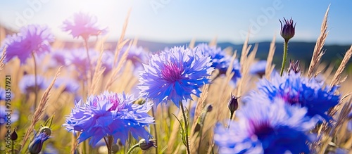 A vibrant field of violet and electric blue flowers stretches out under the sunny sky, creating a picturesque natural landscape with colorful petals and lush green grass