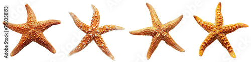 set of starfish. isolated transparent background. PNG, cutout