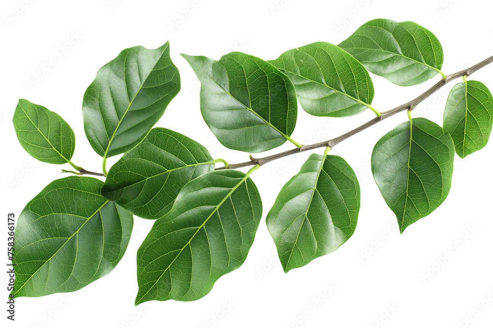 Green leaves of Ficus Benjamina with twigs isolated on a transparent background Green leaves of Ficus Benjamina with twigs isolated on a transparent background