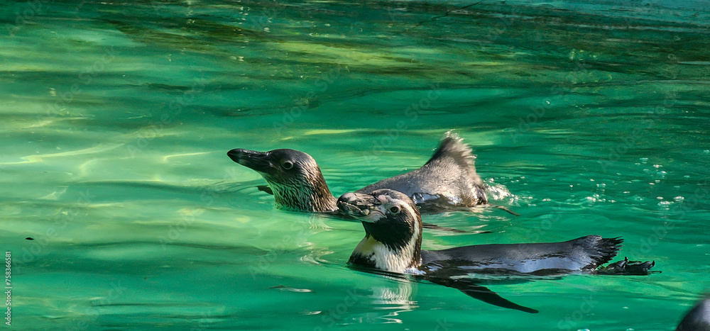 Obraz premium Humboldt Penguin (Spheniscus humboldti) in a zoo