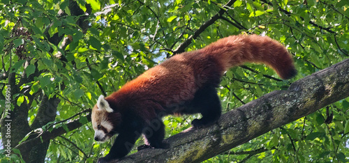 Red panda (Ailurus fulgens fulgens) in a zoo photo