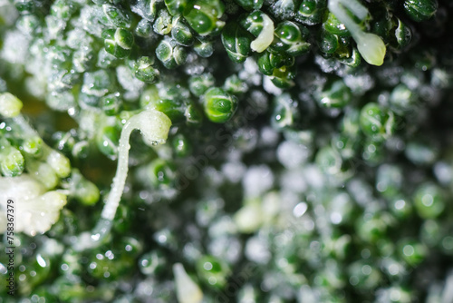 Macro shot of frozen broccoli floret