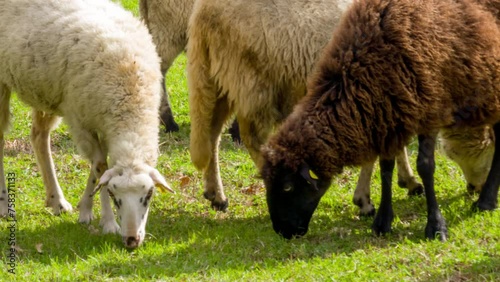 Sheep grazing on green grassy field: wooly domestic animals on pasture - close up. Ewe and lamb on rural farm in the countryside on a sunny day.