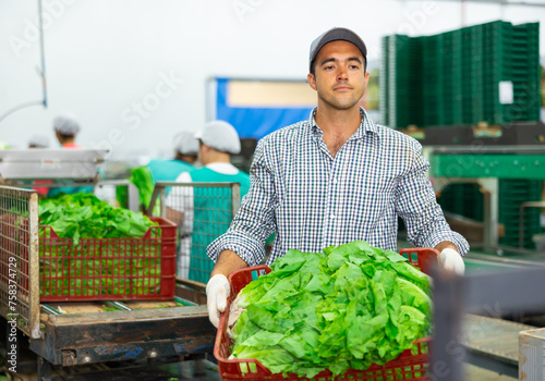 Focused man working on sorting line in vegetable factory, stacking plastic boxes with selected green lettuce prepared for storage or delivery to stores
