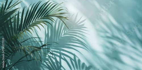 Blurred shadows of palm leaves on a light blue wall create a serene backdrop.