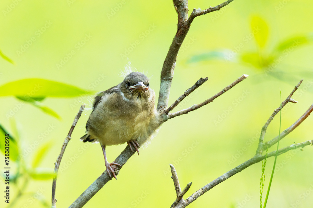 Naklejka premium A close-up of a juvenile Eurasian chaffinch perching on a summer day in Estonia, Northern Europe