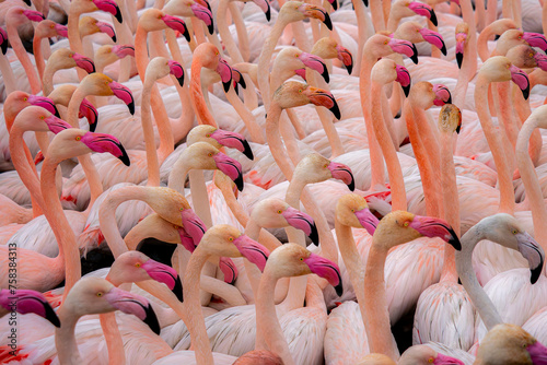 Flock of Vibrant Flamingos Gathered Together