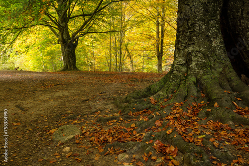 Autumn splendor in Montseny Beech Forest, Catalonia photo
