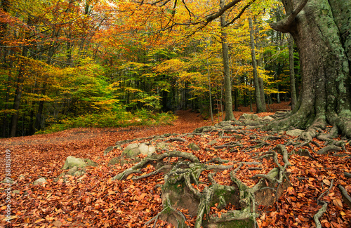 Autumn tranquility in Montseny beech forest, Catalonia photo