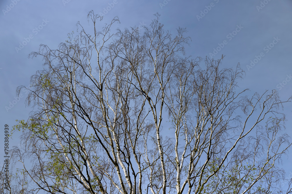beautiful trees in warm spring weather with the first foliage beautiful trees in warm spring weather with the first foliage