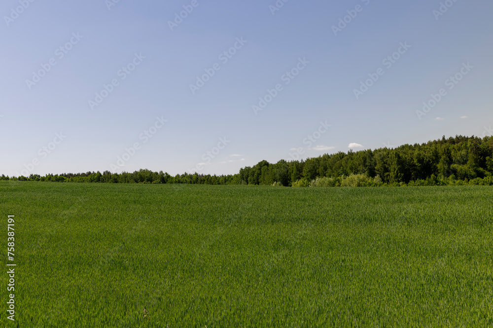 a field with green wheat in sunny weather a field with green wheat in sunny weather
