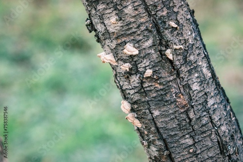 White mushrooms on the tree trunk photo