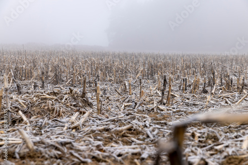 poorly harvested corn crop remaining for the winter