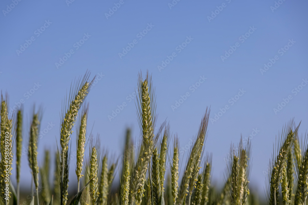 a field with green unripe cereals in summer a field with green unripe cereals in summer
