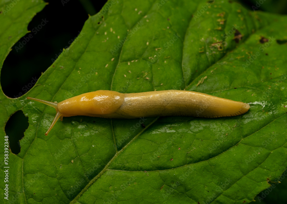 Banana Slug Stretches out Across Giant Leaf Banana Slug Stretches out Across Giant Leaf