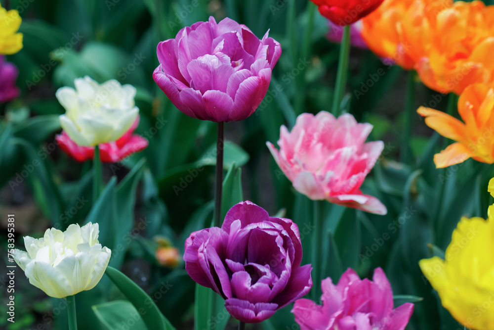 A violet tulip among many colorful flowers. Selective focus. Close up. A violet tulip among many colorful flowers. Selective focus. Close up.