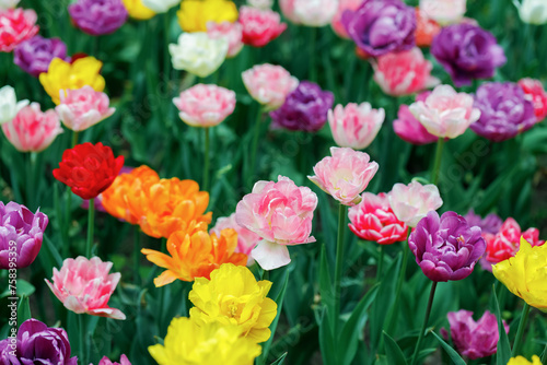 Fototapeta Naklejka Na Ścianę i Meble -  Fresh colorful bright tulips growing outdoors. Selective focus.