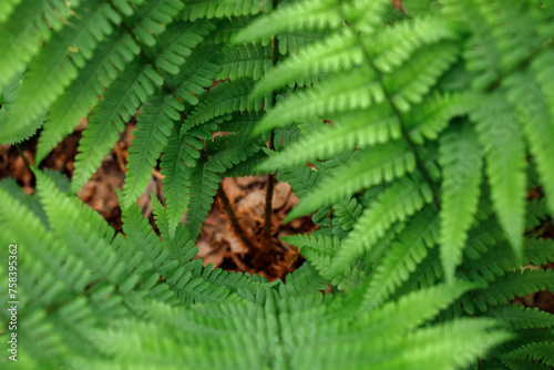Close up shot of a fresh green fern leaves growing in the forest. Selective focus. View above. photo