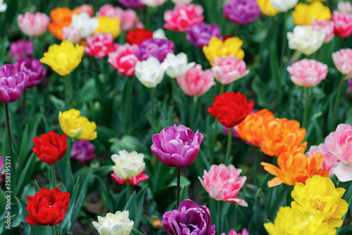 Colorful bright tulips growing on flowerbed. Close up, Selective focus.
