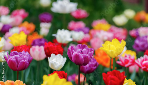 Colorful tulips among green grass. Selective focus, close up.