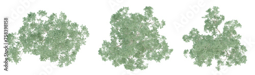 Top view of 3d eucalyptus saligna tree on transparent background, png plant. © Sandy