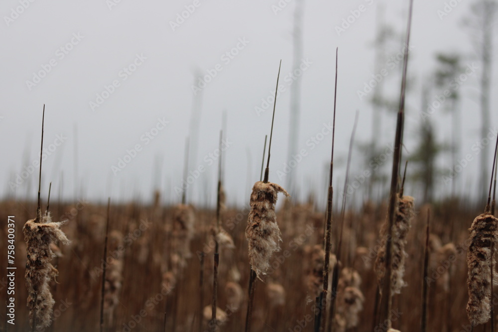 fluffy old cat tail reeds overcast fluffy old cat tail reeds overcast