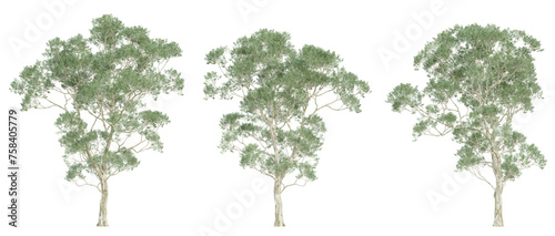 3d render of eucalyptus saligna tree on transparent background, png plant. © Sandy