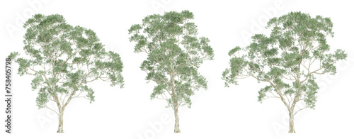 Fototapeta 3d render of eucalyptus saligna tree on transparent background, png plant.