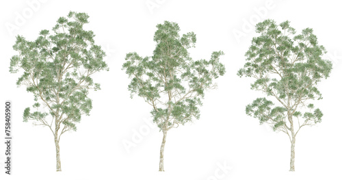 3d render of eucalyptus saligna tree on transparent background  png plant.