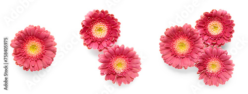 Set of red gerbera flowers isolated on white